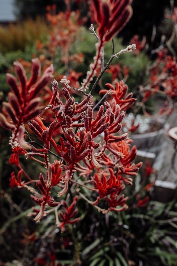 Bicheno Gardens别墅 外观 照片
